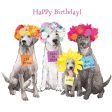 Best In Show Birthday Beverage Napkin Online Sale