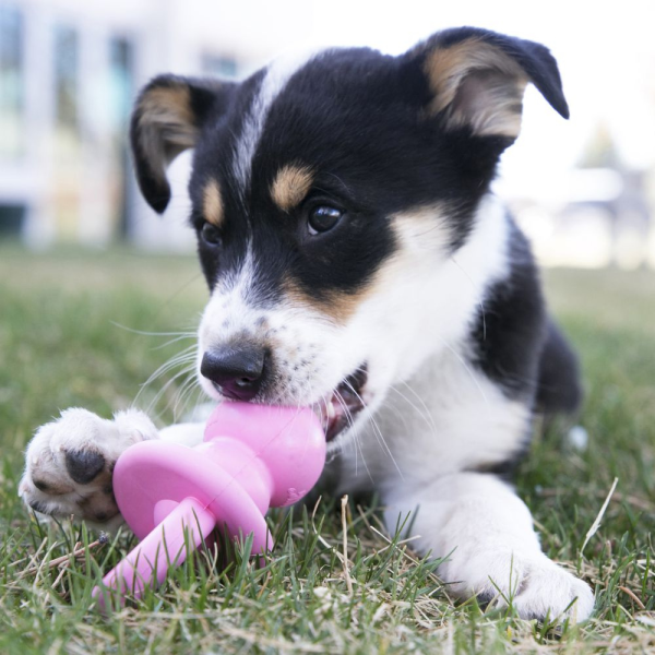 KONG Puppy Binkie Teething Dog Toy Online now